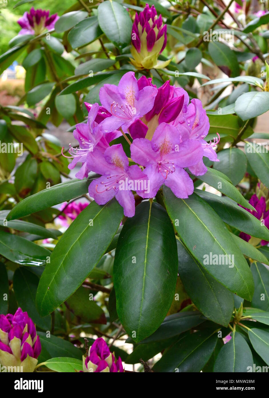 Pink flowers, purple buds and green leaves of a catawba rhododendron plant in a garden. Stock Photo
