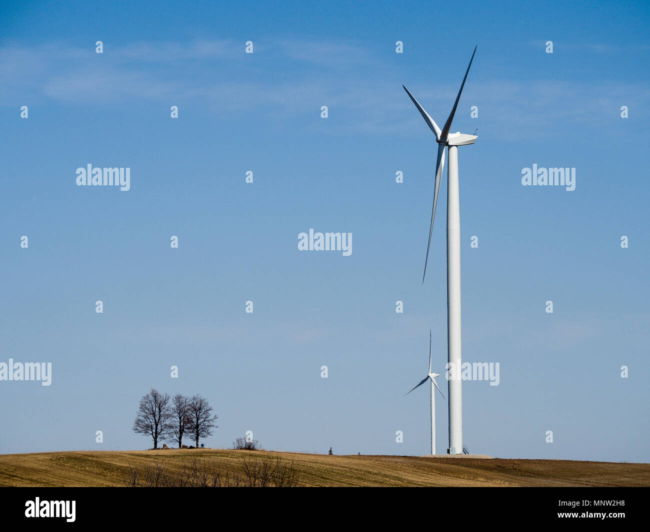Three trees and two huge wind turbines on the top of a hill.: Wind ...
