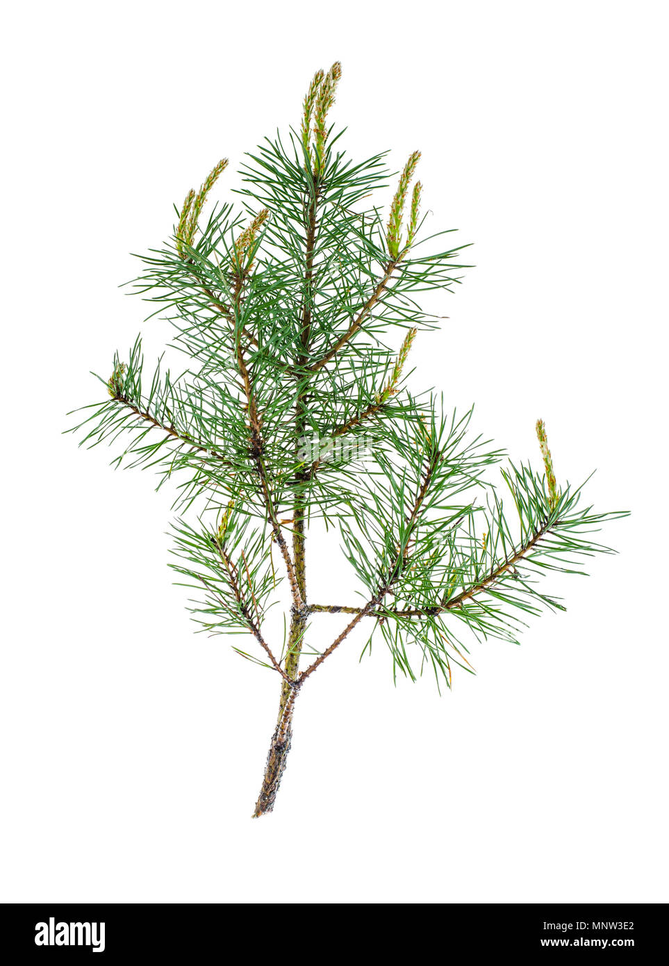 Pine branch with young shoots. Studio Photo Stock Photo - Alamy