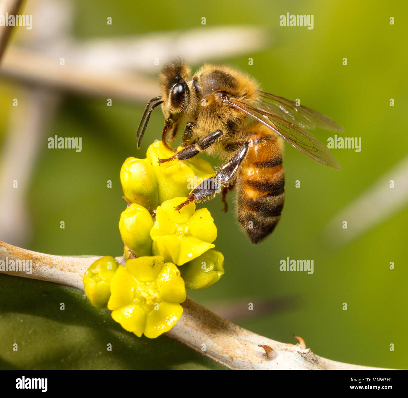Bee pollination cactus Stock Photo - Alamy