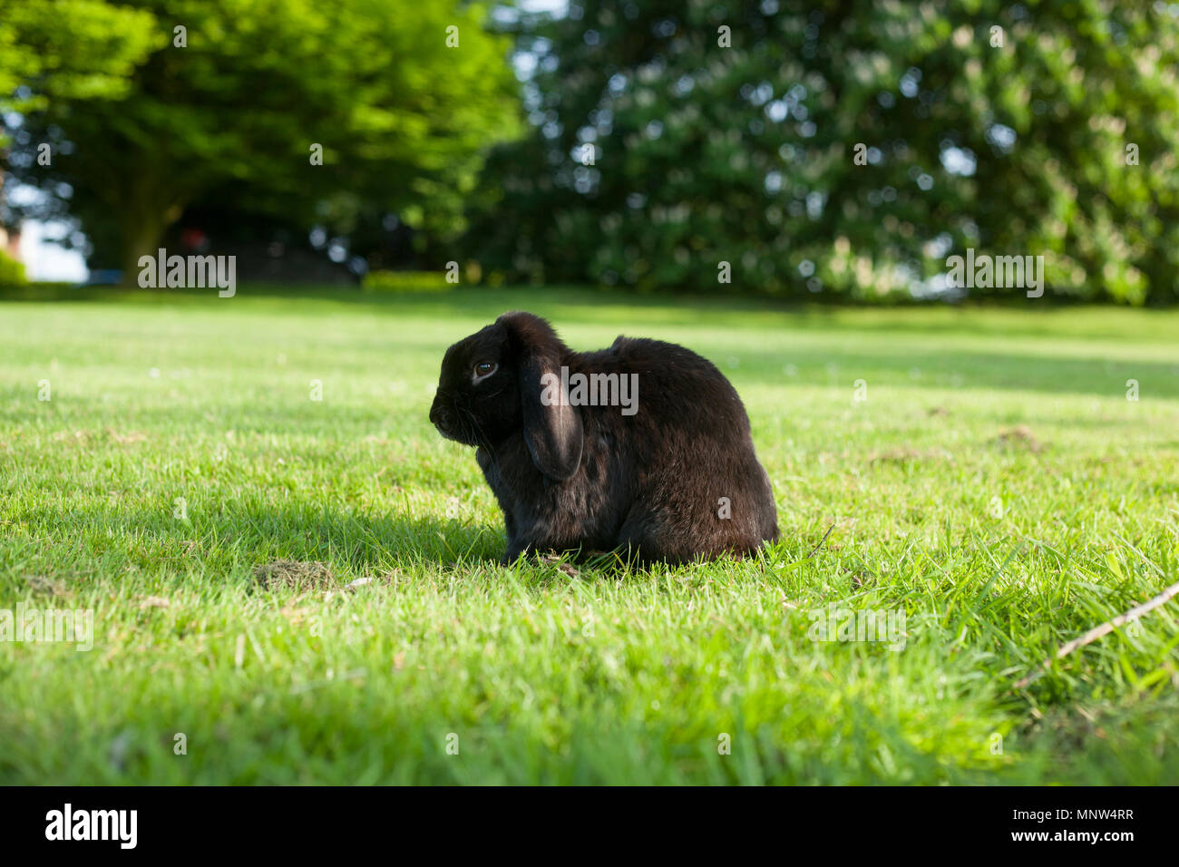 Rabbit running in grass hi-res stock photography and images - Alamy
