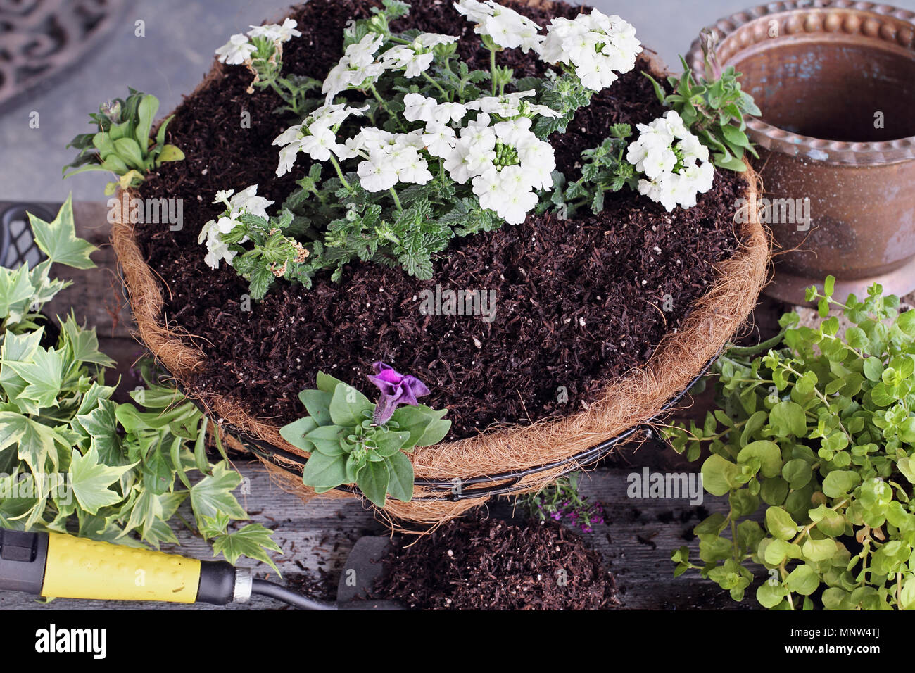Demonstration of how to plant a hanging basket or pot of flowers. Flowers include Verbena, Petunias, Creeping Jenny, Ivy  and Alyssum. Image shot from Stock Photo