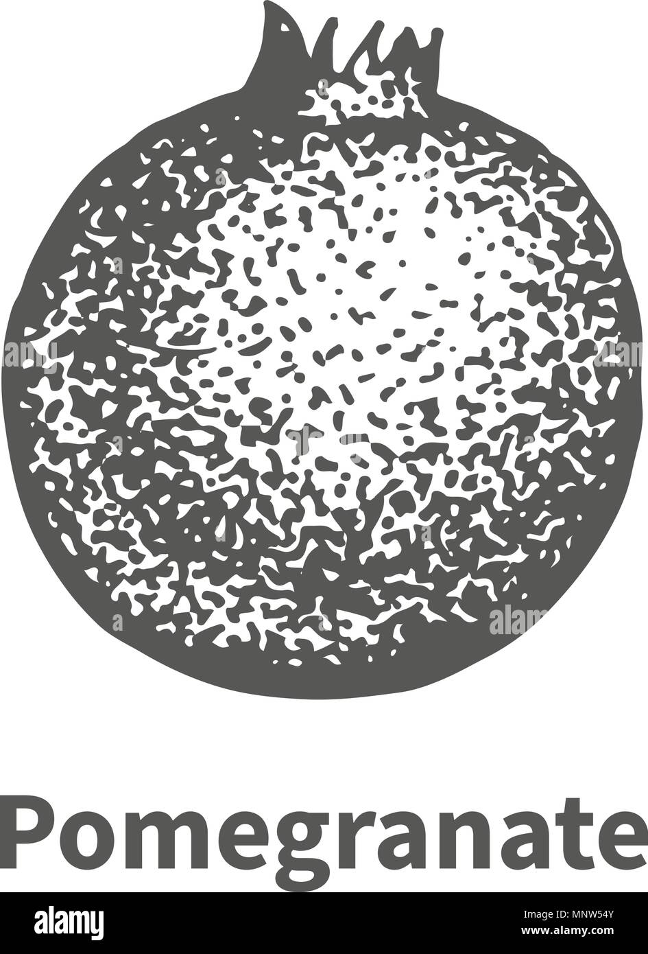 Vector illustration hand-drawn pomegranate Stock Vector