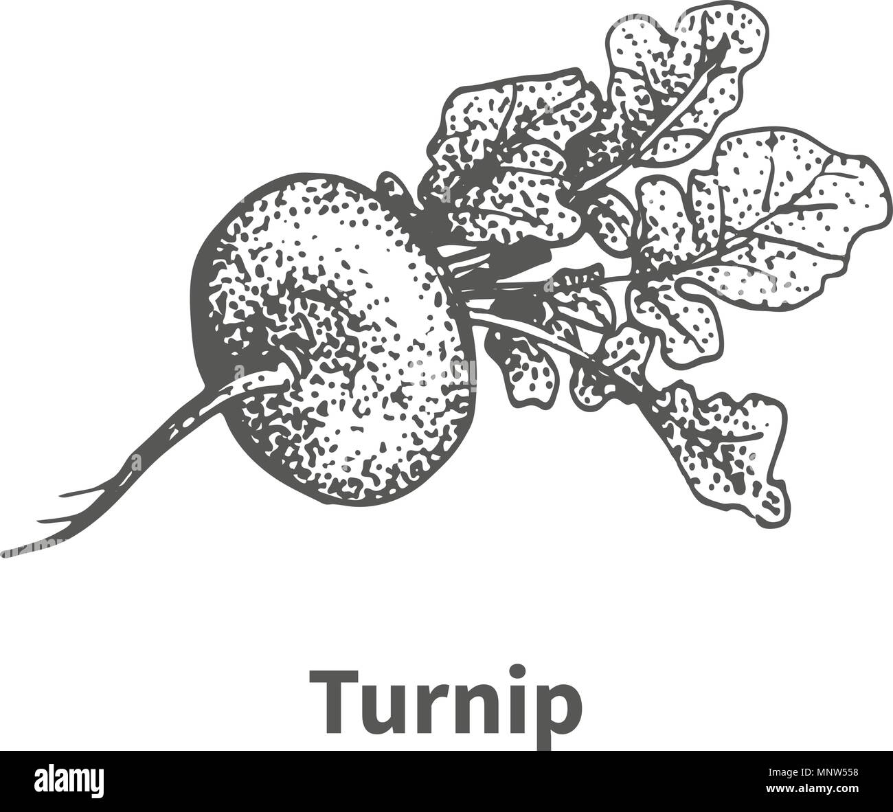 Vector illustration handdrawn turnip Stock Vector Image & Art Alamy