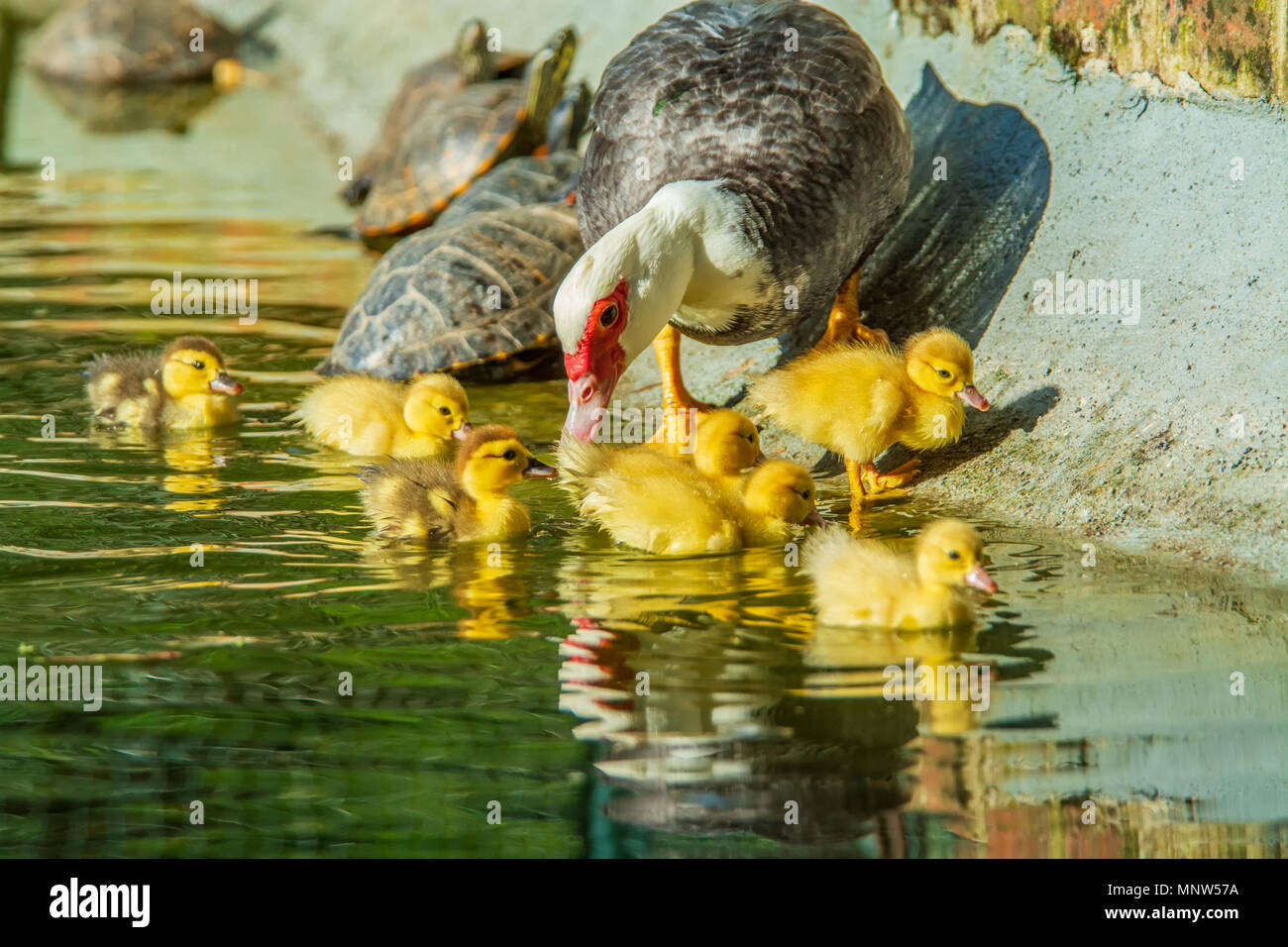 Family of ducks, A mother duck and six baby duck in a garden lake Stock