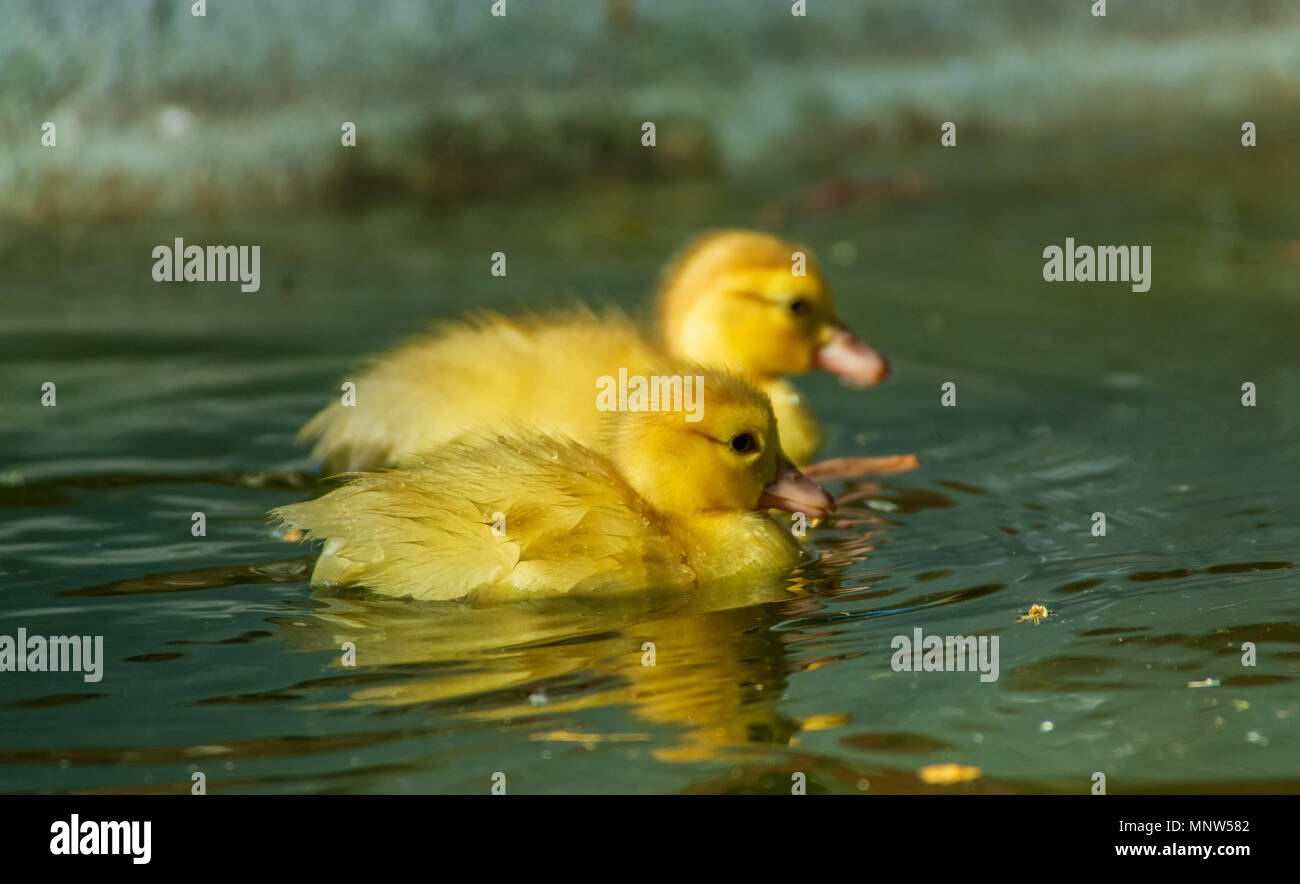 Newborn Baby Ducks Playing In A Garden Lake Yellow Funny Ducks