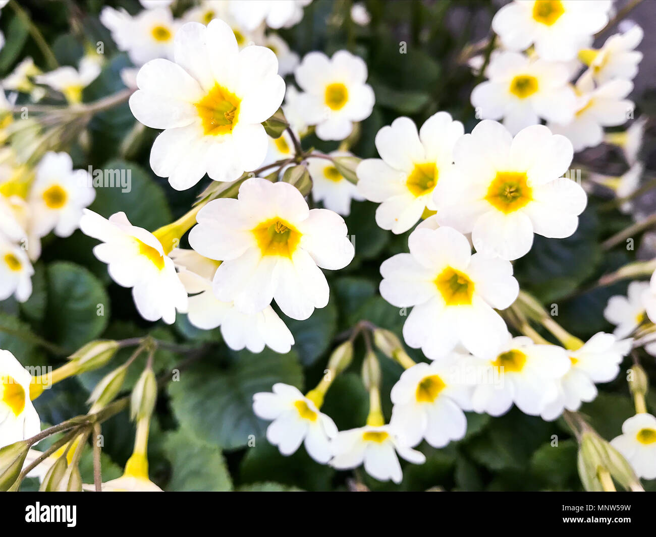 Blooming white garden primrose. Studio Photo Stock Photo