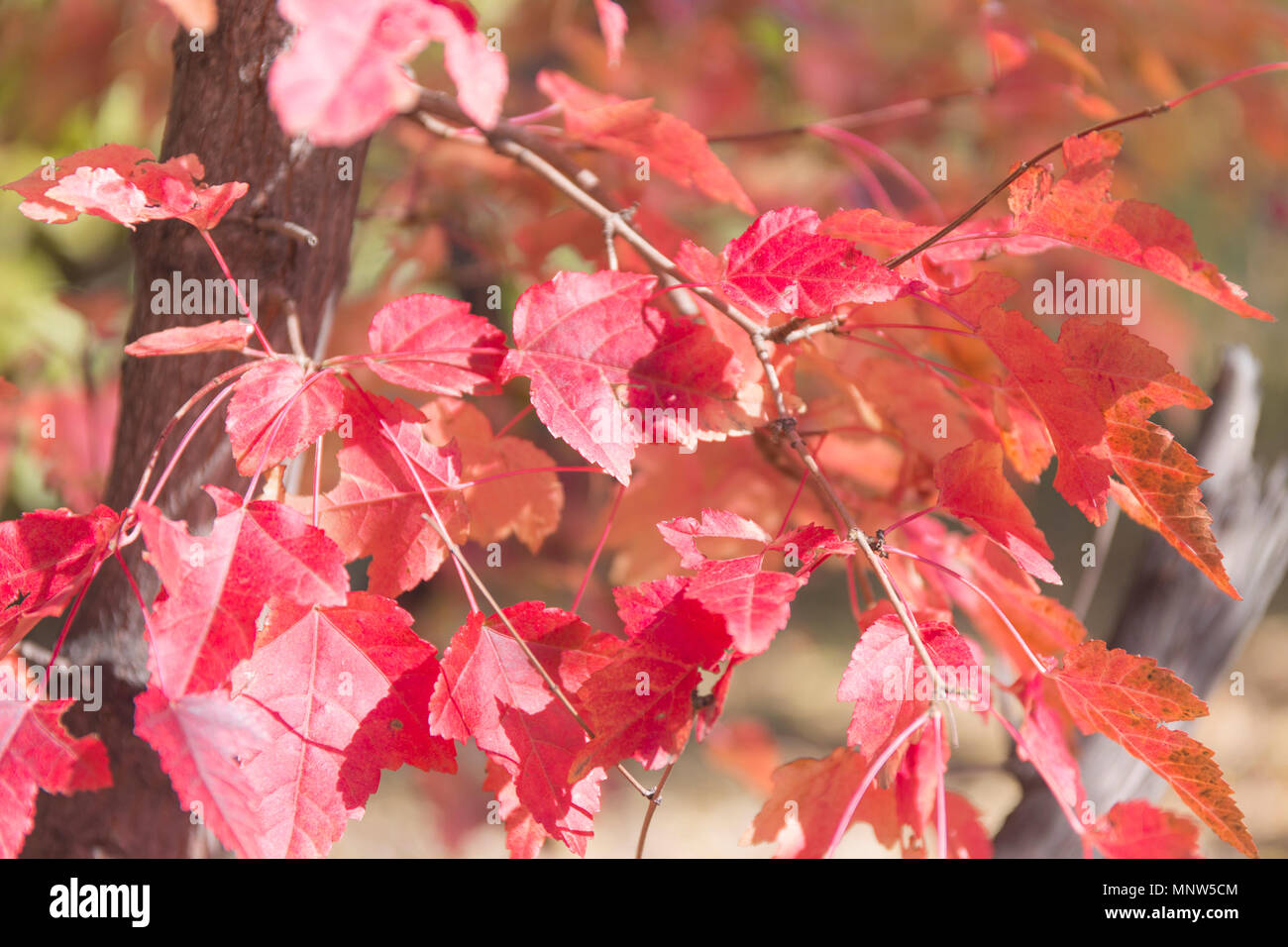 Red leaves backdrop hi-res stock photography and images - Alamy