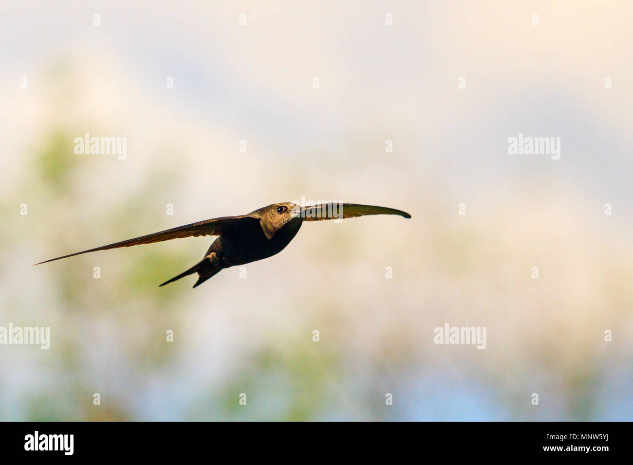 fastest bird in the world Stock Photo