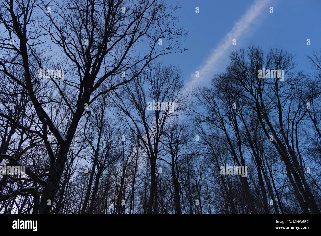 Dark Night Forest With Blue Sky Background Stock Photo Alamy