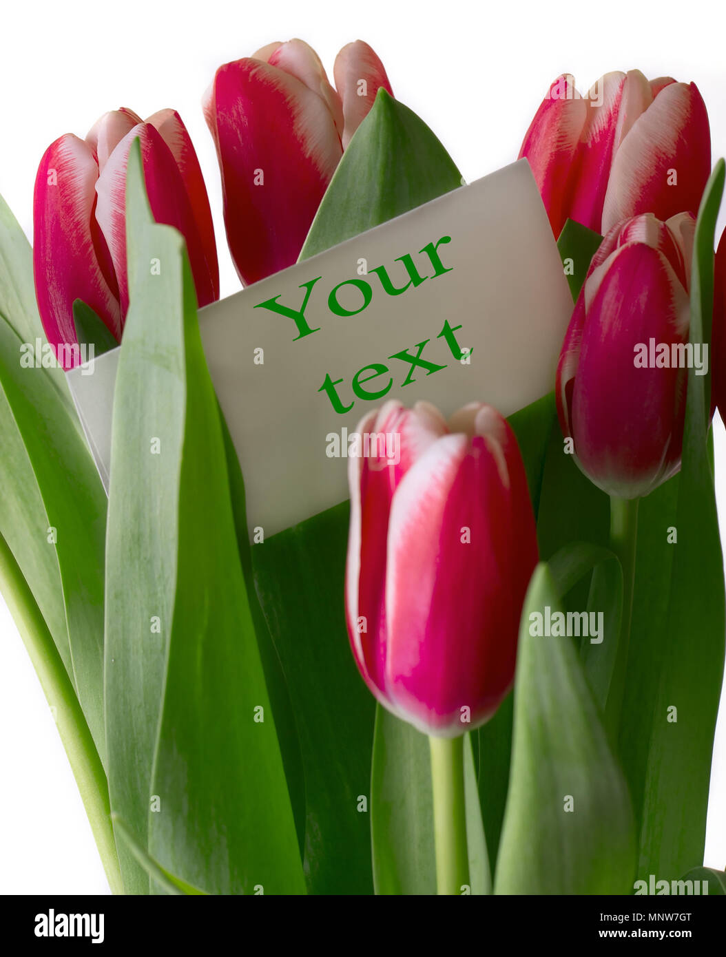 Bouquet of pink tulips on a white background Stock Photo - Alamy