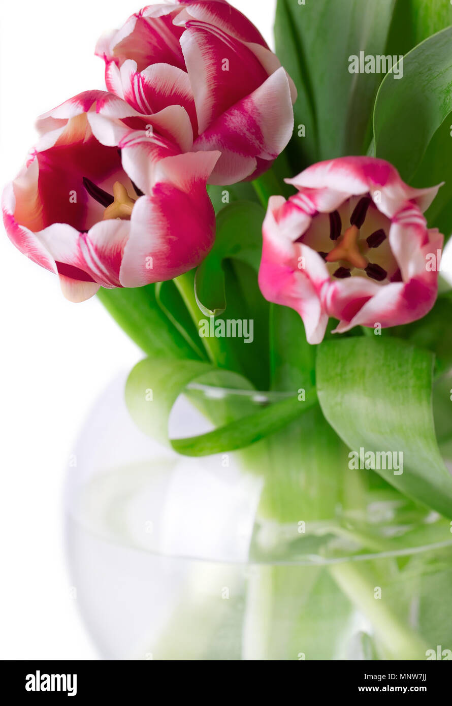 Bouquet of pink tulips close up in a round vase on a white background ...