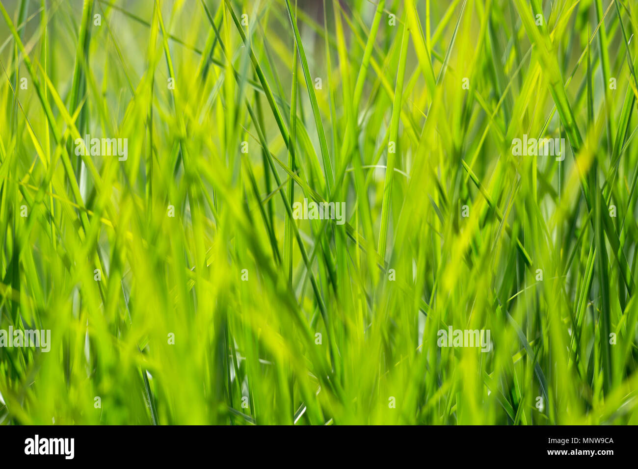 Grass foliage Stock Photo