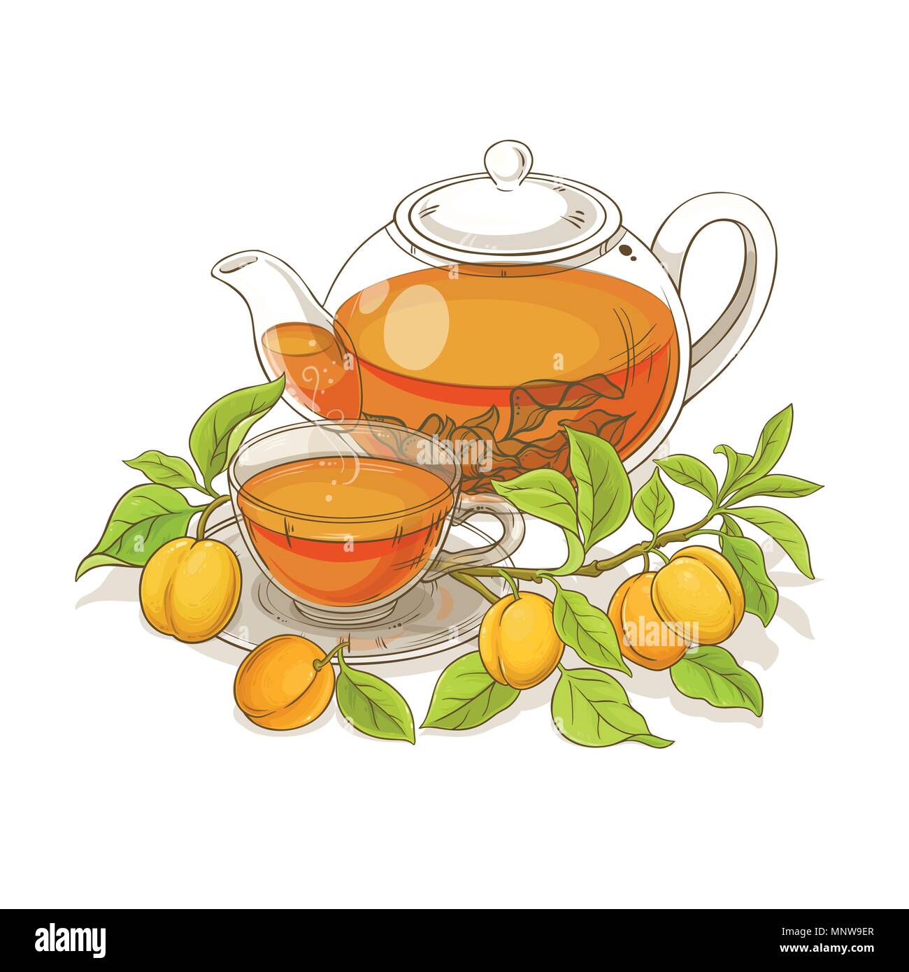 apricot tea vector illustration on white backgrond Stock Vector