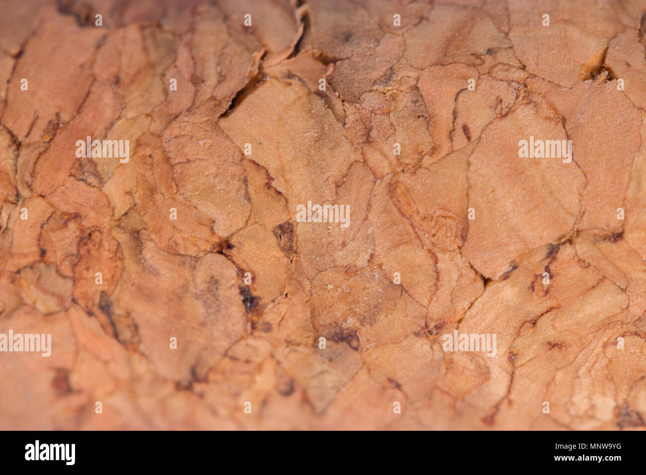 wine corks macro. extreme close up background Stock Photo