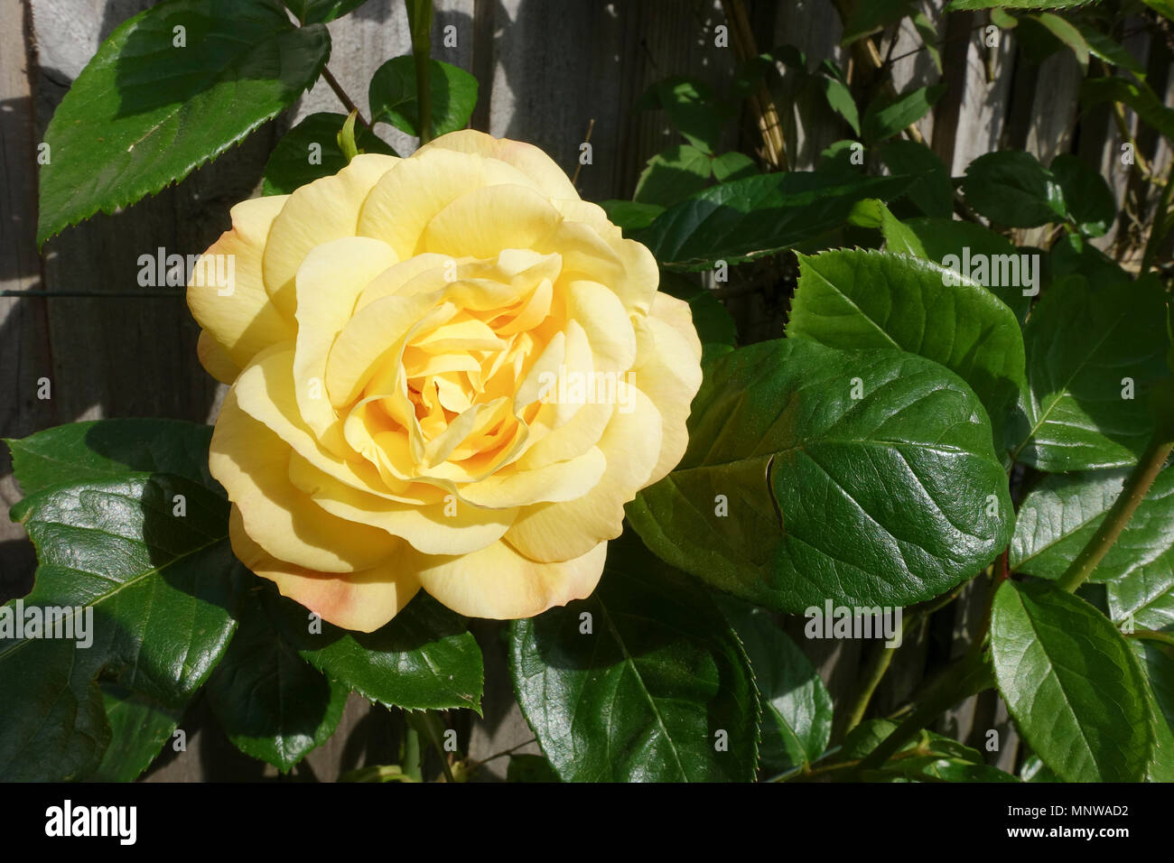 Arthur Bell Yellow Floribunda Rose - 1 Stock Photo - Alamy