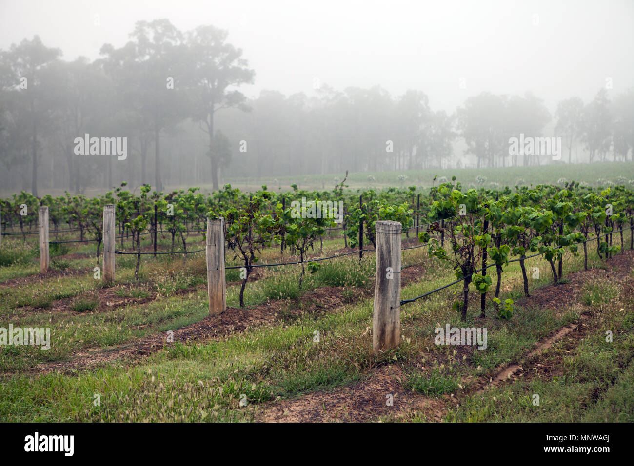 Hunter Valley, NSW, Australia Stock Photo Alamy