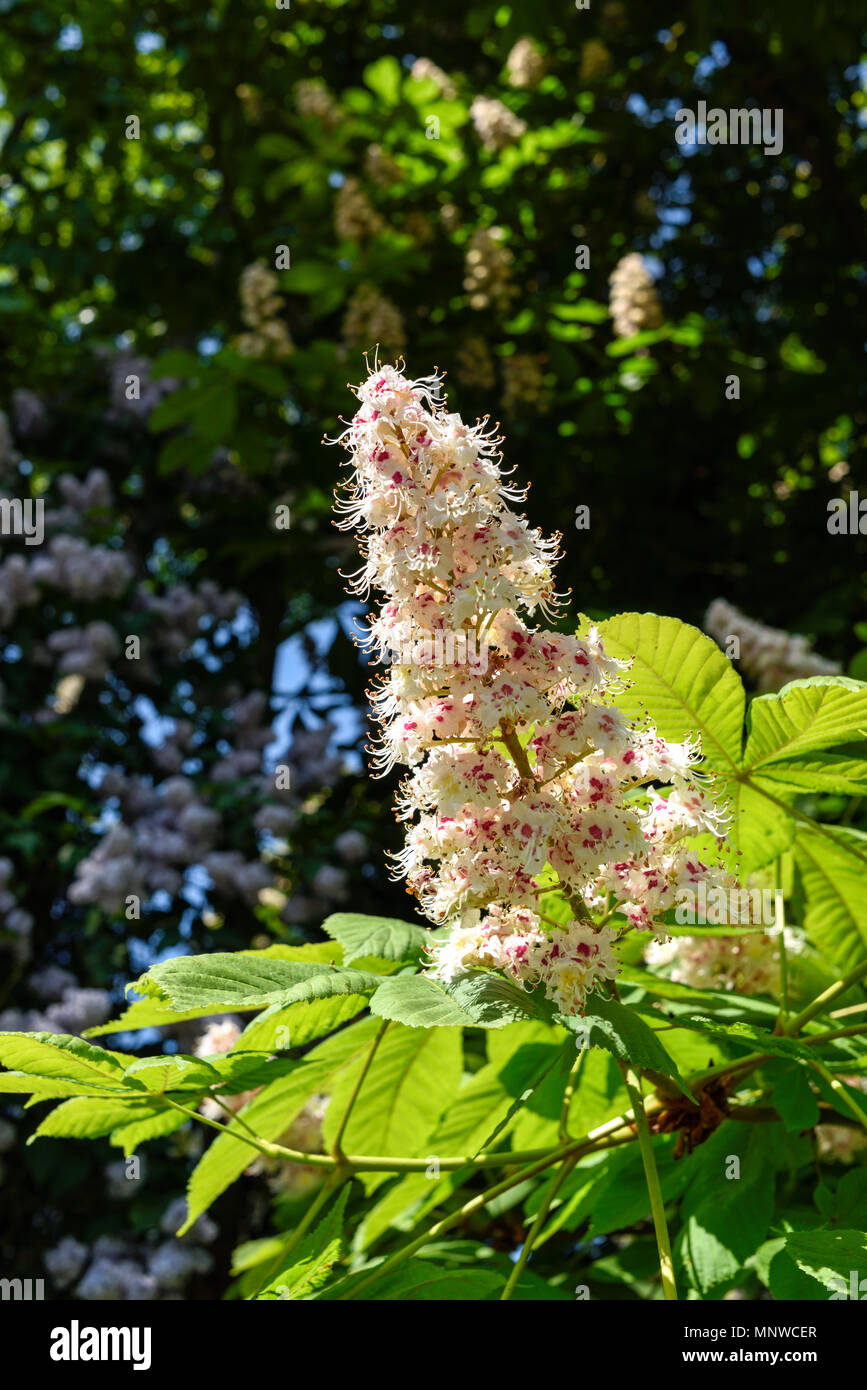 Orston, Nottinghamshire, UK: 19th May 2018. Flowering Horse-chestnut tree in the Spring sunshine, More warm weather is expected over the weekend. Credit: Ian Francis/Alamy Live News Stock Photo