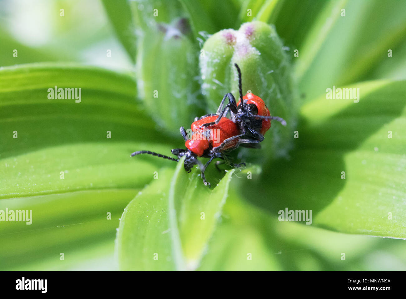 Lily beetles mating hires stock photography and images Alamy