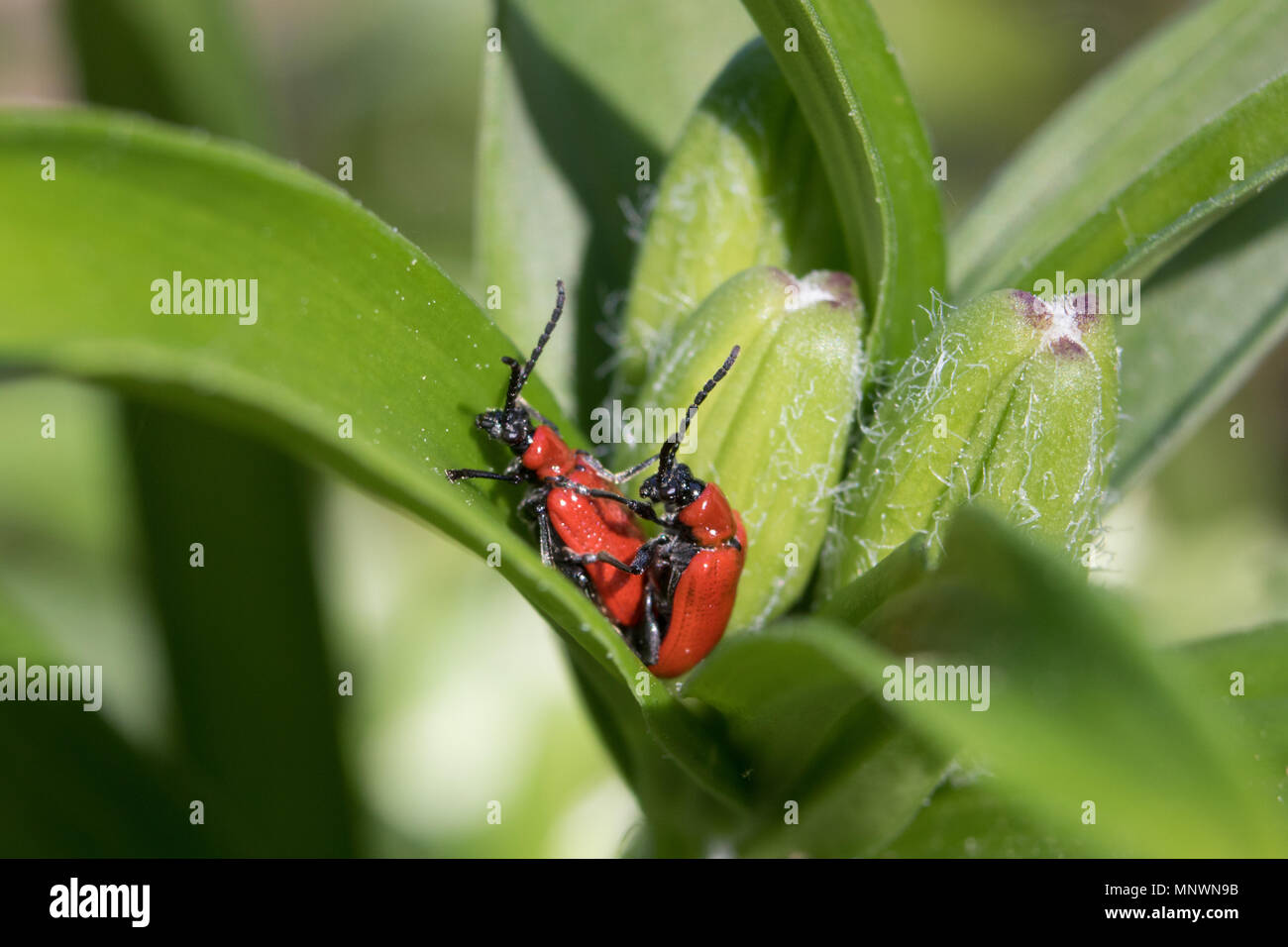 Eat beetles hires stock photography and images Alamy