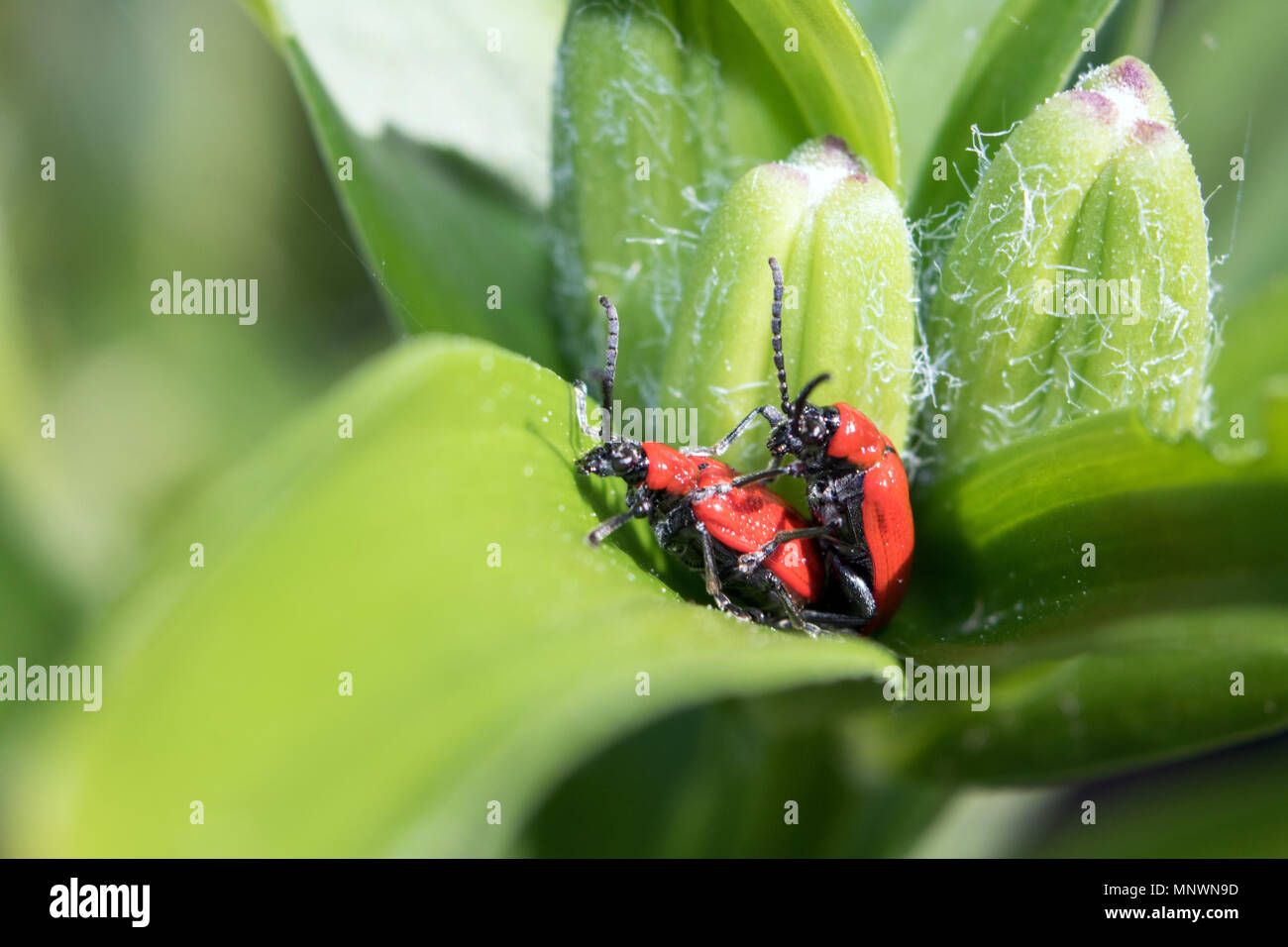 Epsom Surrey England UK. 20th May 2018. A pair of mating red lily