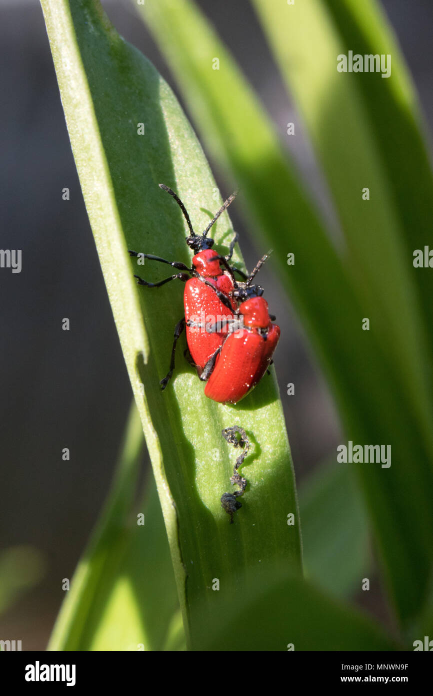Lily beetles mating hires stock photography and images Alamy