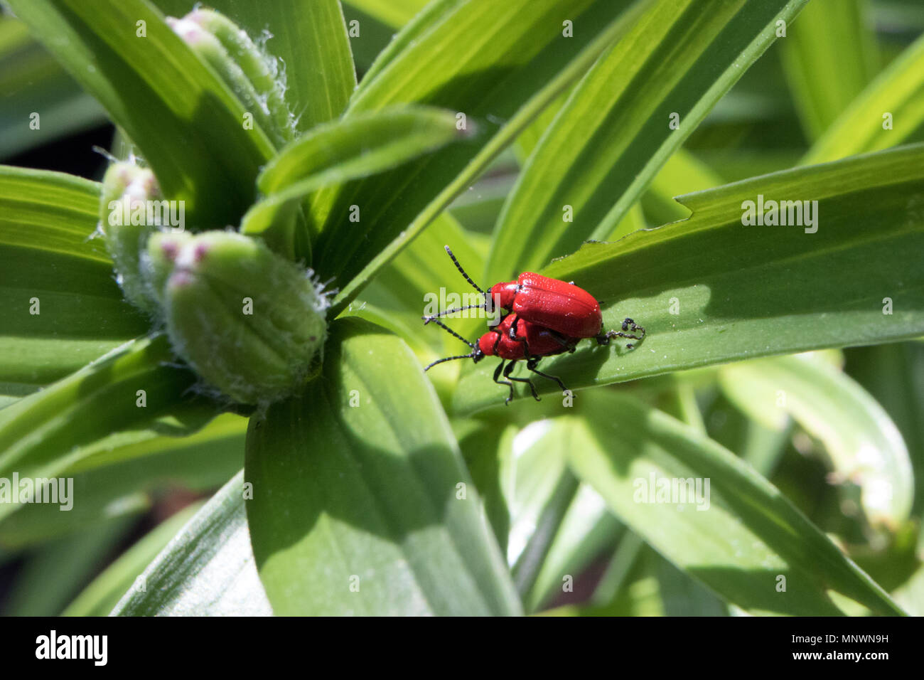 Epsom Surrey England UK. 20th May 2018. A pair of mating red lily