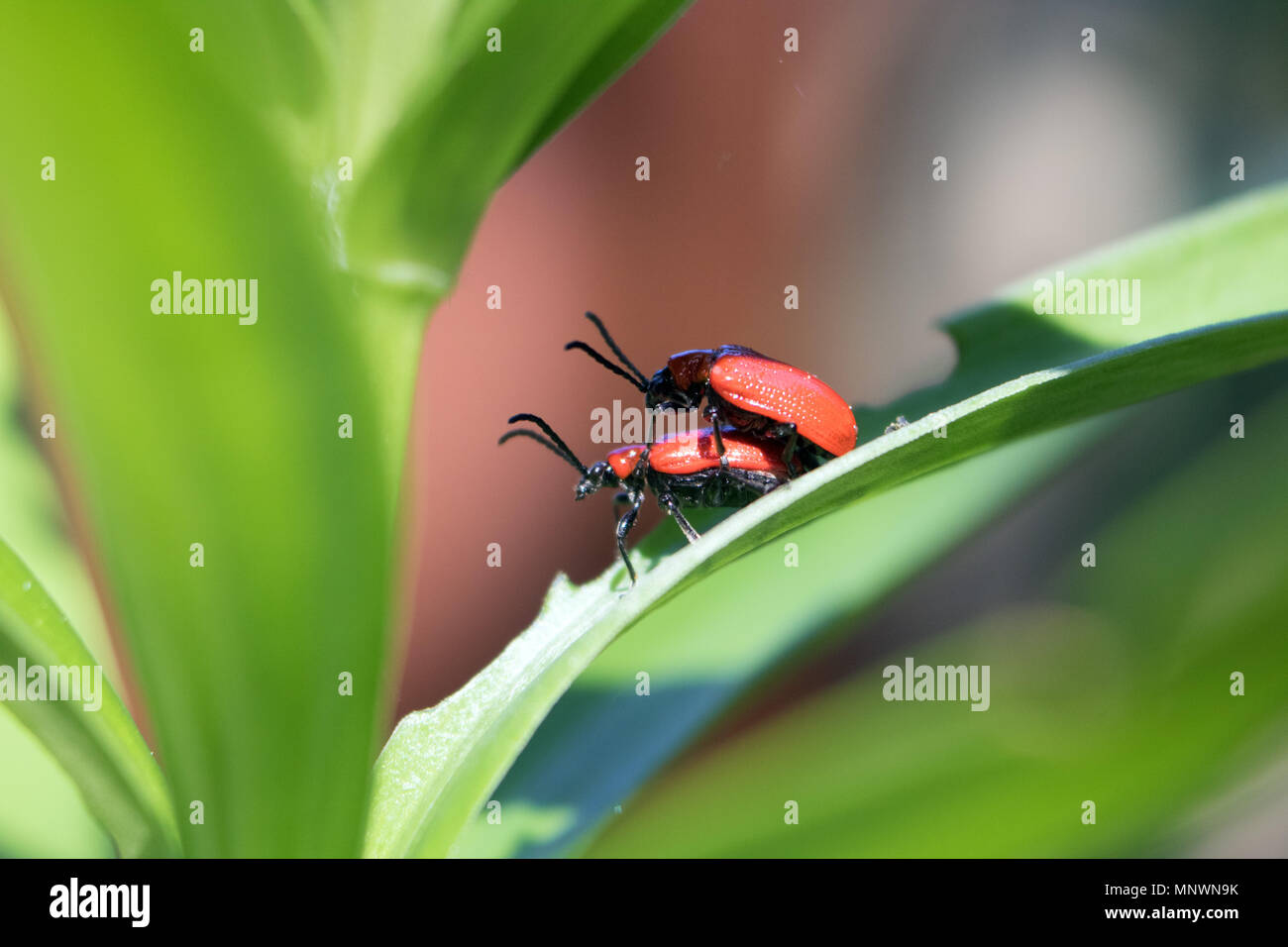 Lily beetles mating hires stock photography and images Alamy