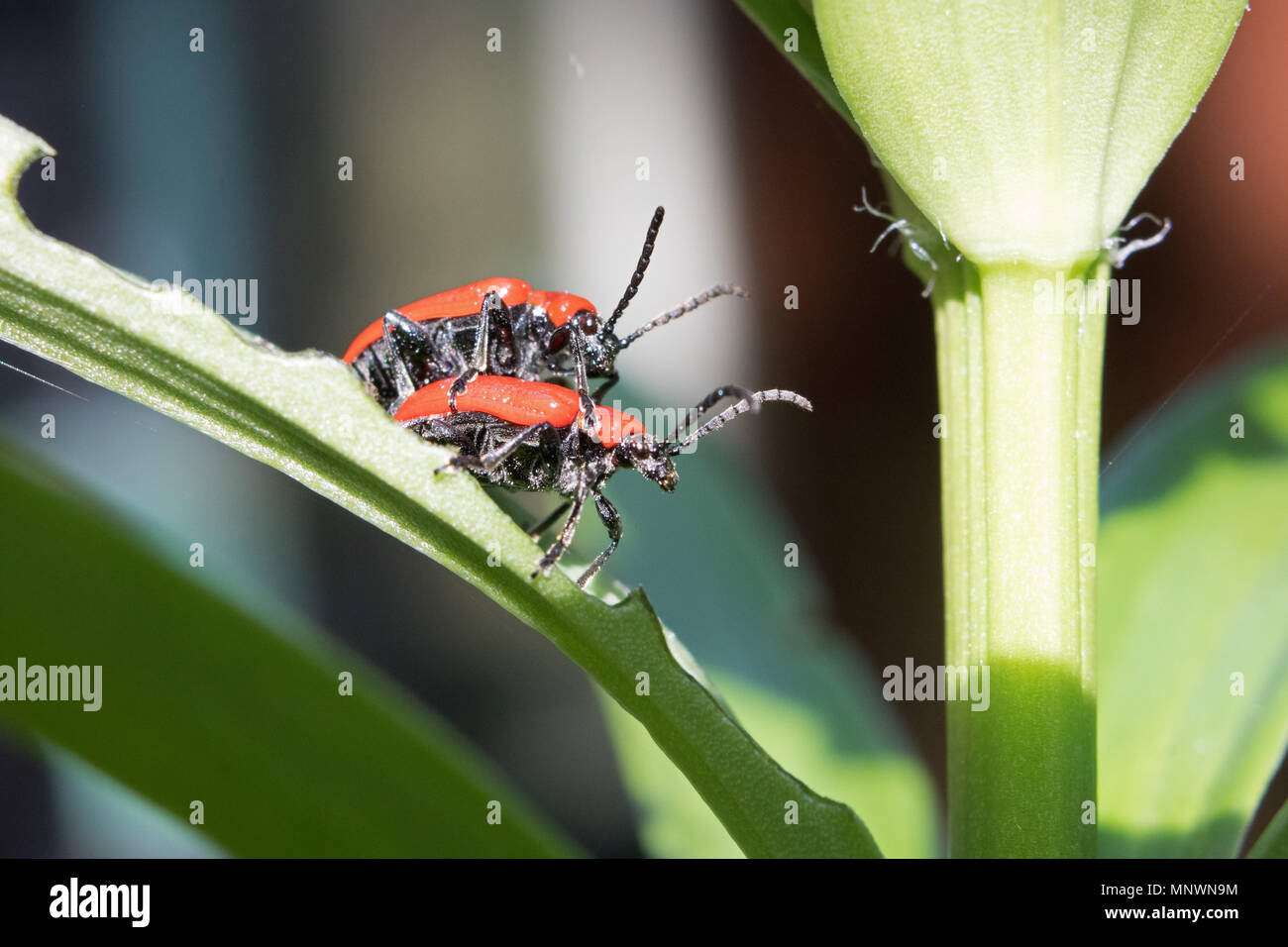Epsom Surrey England UK. 20th May 2018. A pair of mating red lily