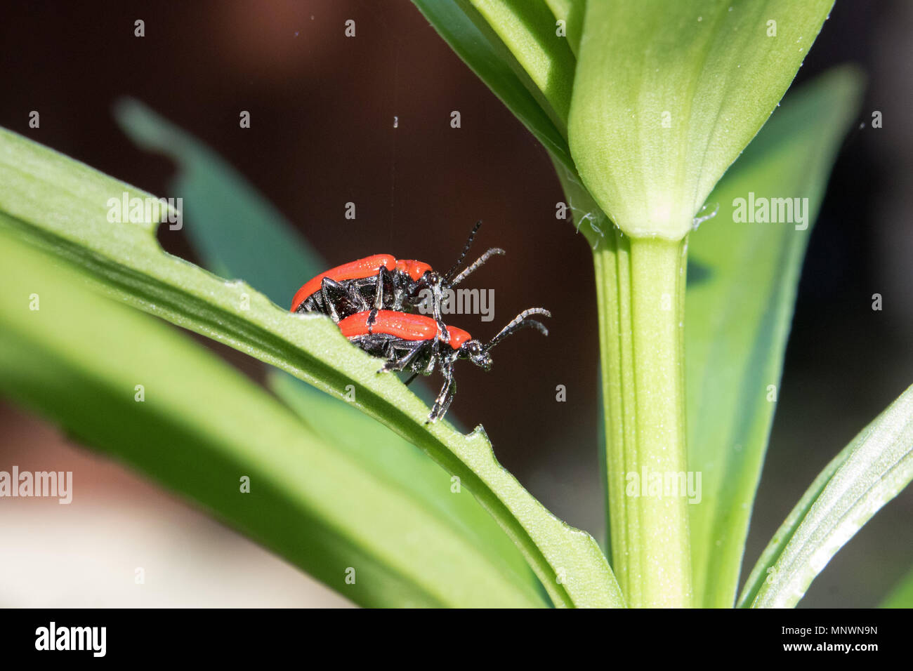 Lily beetles mating hires stock photography and images Alamy