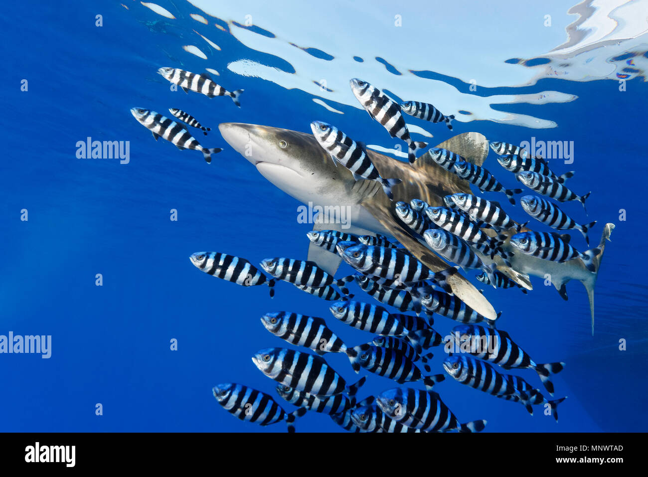 oceanic whitetip shark, Carcharhinus longimanus, with pilot fish, Naucrates ductor,  Daedalus Reef, Egypt, Red Sea, Indian Ocean Stock Photo