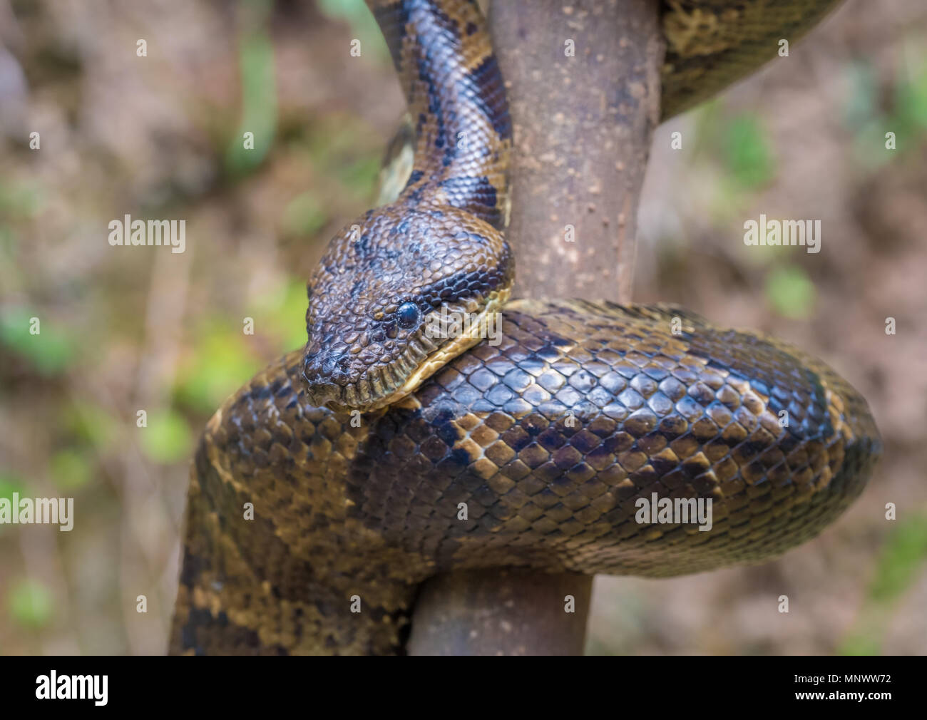 Madagascar jungle train hi-res stock photography and images - Alamy