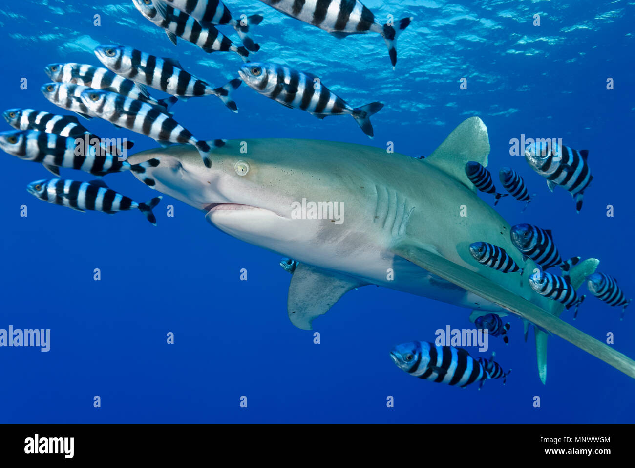 oceanic whitetip shark, Carcharhinus longimanus, with pilot fish, Naucrates ductor,  Daedalus Reef, Egypt, Red Sea, Indian Ocean Stock Photo