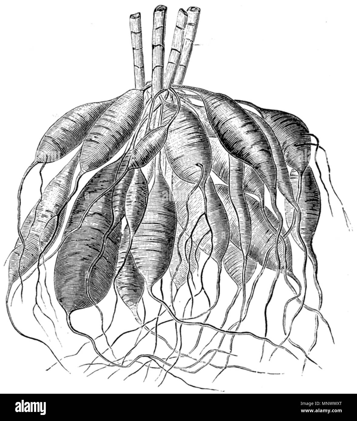 Fasciculated Root