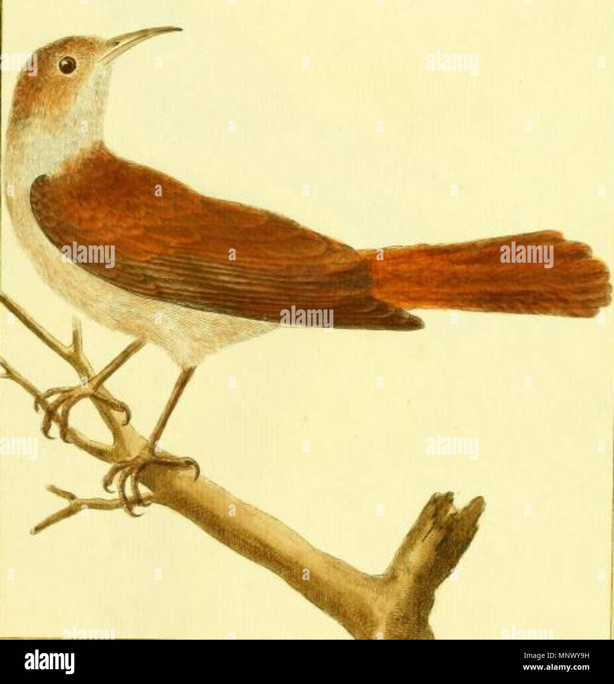 . English: Rufous hornero drawn by François-Nicolas Martinet for the book Histoire Naturelle. between 1770 and 1783.   François-Nicolas Martinet  (1731–1800)    Description French engineer, engraver, naturalist and ornithologist  Date of birth/death 1731 1797  Authority control  : Q3083602 VIAF: 63979760 ISNI: 0000 0001 2136 2789 LCCN: n97852967 GND: 100205291 SELIBR: 211753 WorldCat    Edme-Louis Daubenton 1078 RufoushorneroMartinet Stock Photo
