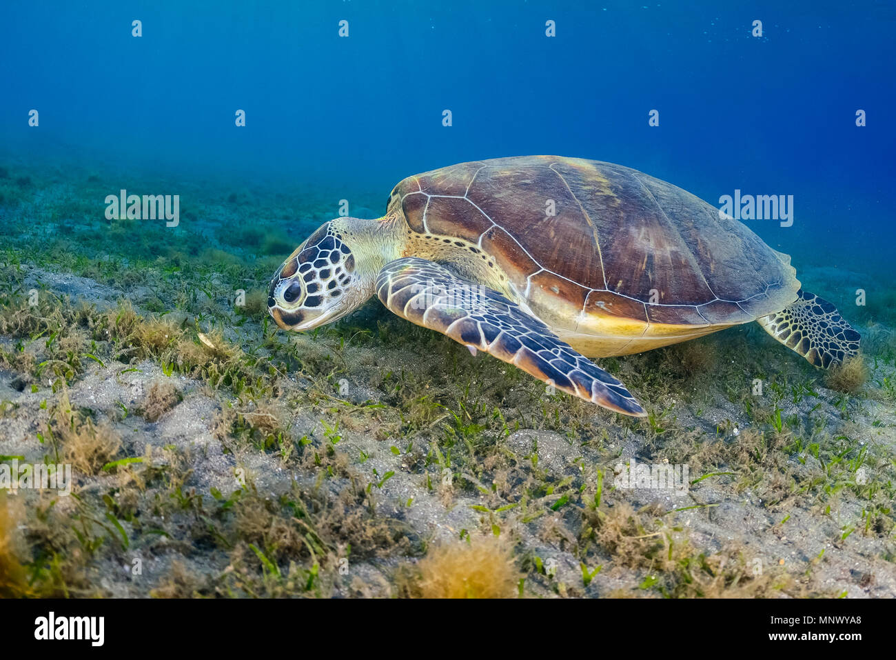 green sea turtle, Chelonia mydas, feeding, endangered species, Wadi Gimal, Marsa Alam, Egypt, Red Sea, Indian Ocean Stock Photo