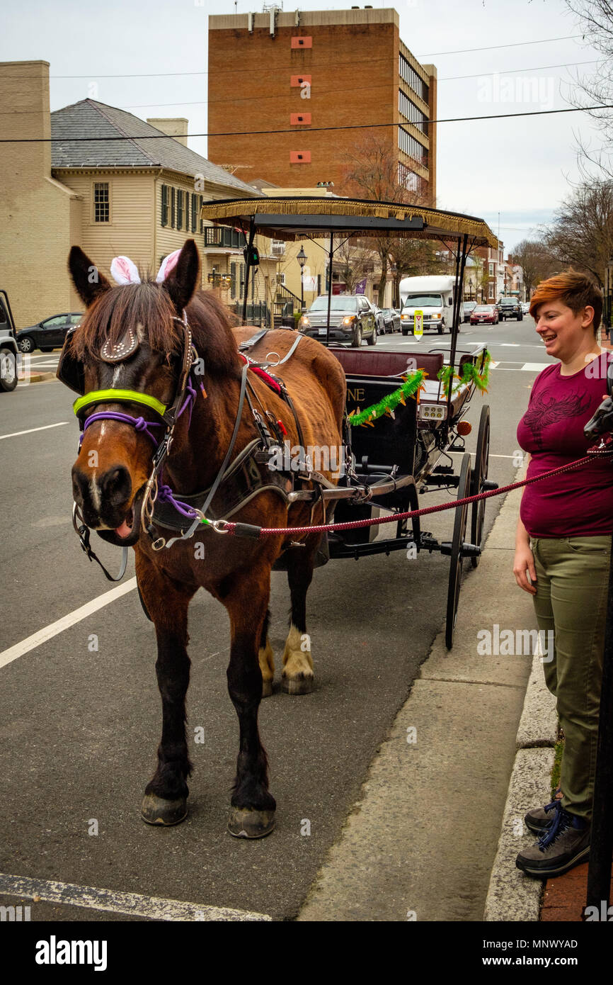 Horse with Easter bunny ears, Olde Towne Carriage ride, outside Visitors Center, 706 Caroline Street, Fredericksburg, Virginia Stock Photo