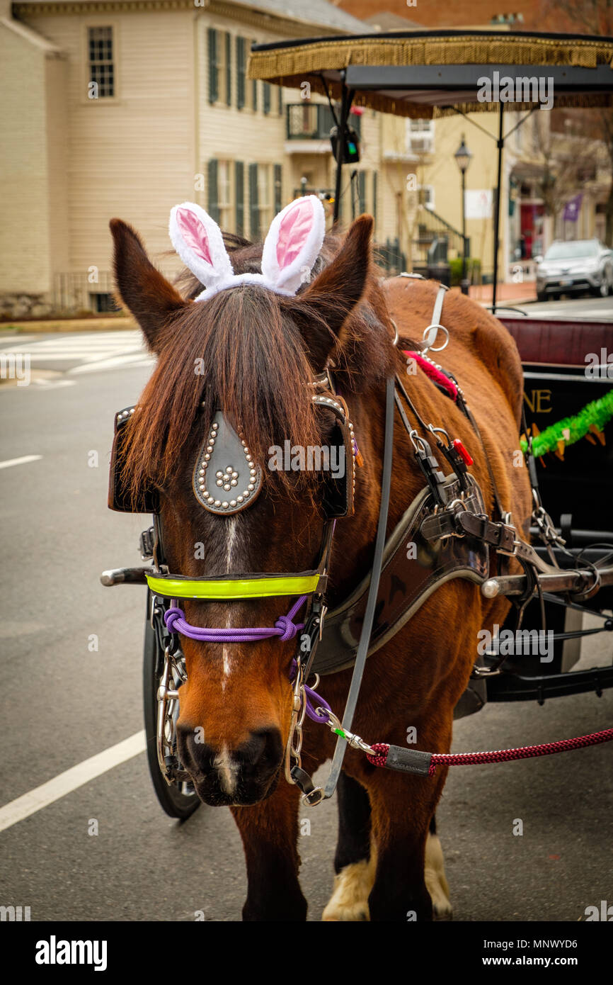 Horse with Easter bunny ears, Olde Towne Carriage ride, outside Visitors Center, 706 Caroline Street, Fredericksburg, Virginia Stock Photo