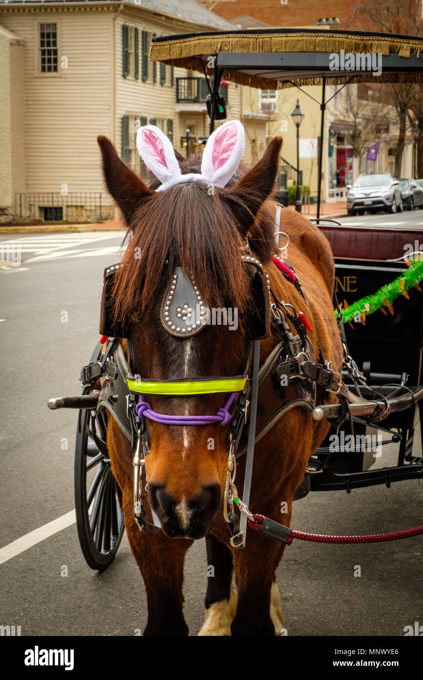 Horse with Easter bunny ears, Olde Towne Carriage ride, outside Visitors Center, 706 Caroline Street, Fredericksburg, Virginia Stock Photo