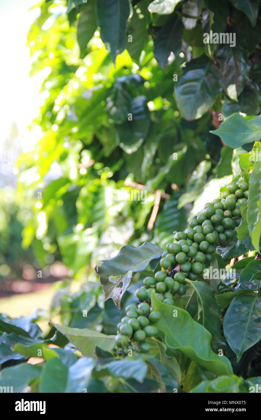 Plumeria flowers, coffee beans and plants on the Kauai Coffee