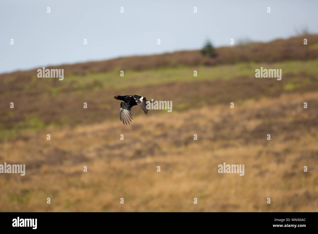 Rare protected species the welsh black grouse flying after finishing a lek. taken approx 9:30am Stock Photo