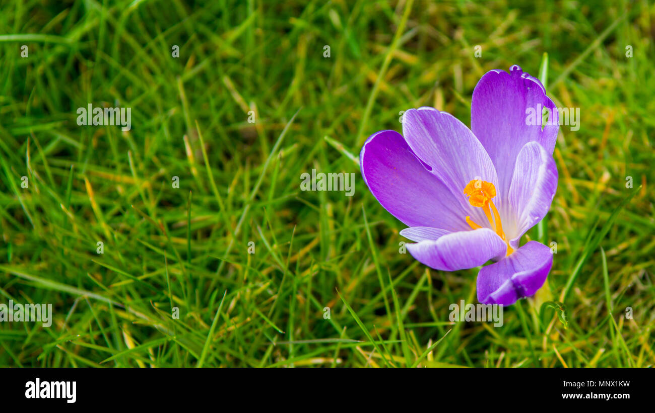 Purple Flower In Green And Yellow Grass Stock Photo Alamy