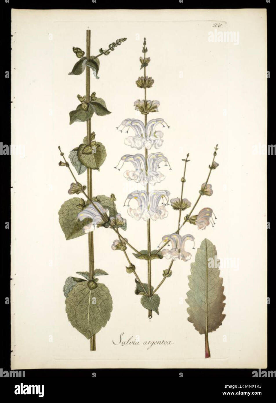 . Illustration of Salvia argentea . 1797. Nikolaus Joseph von Jacquin 1088 Salvia argentea-original Stock Photo