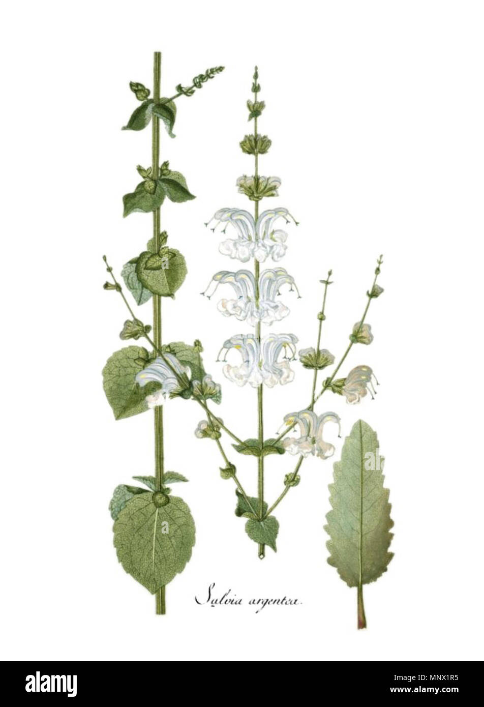 . Illustration of Salvia argentea . 1797. Nikolaus Joseph von Jacquin 1088 Salvia argentea Stock Photo