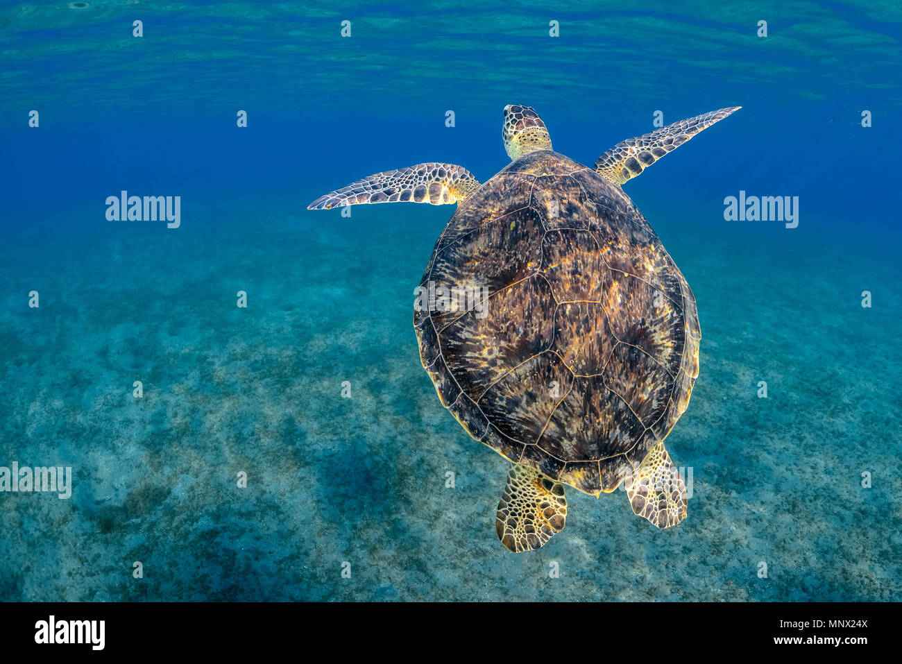 green sea turtle, Chelonia mydas, endangered species, Wadi Gimal, Marsa Alam, Egypt, Red Sea, Indian Ocean Stock Photo