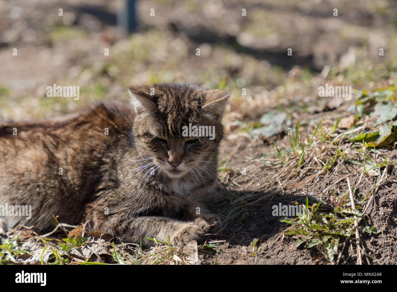 cat lying on the ground is heated in the sun and disguised as a landscape Stock Photo