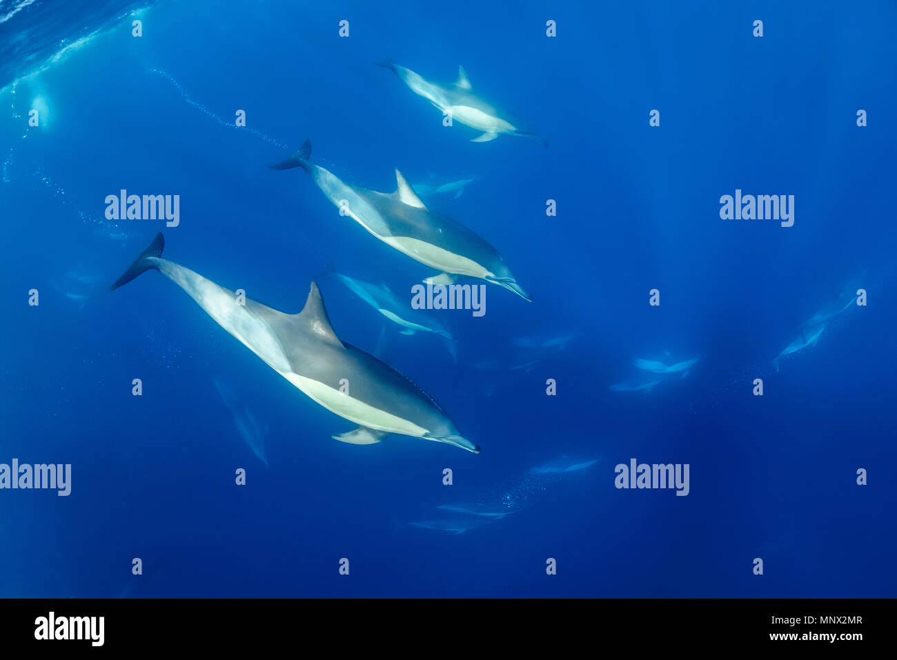 long-beaked common dolphin, Delphinus capensi, pod, South Africa, Porth Elisabeth, Algoa Bay, Indian Ocean Stock Photo