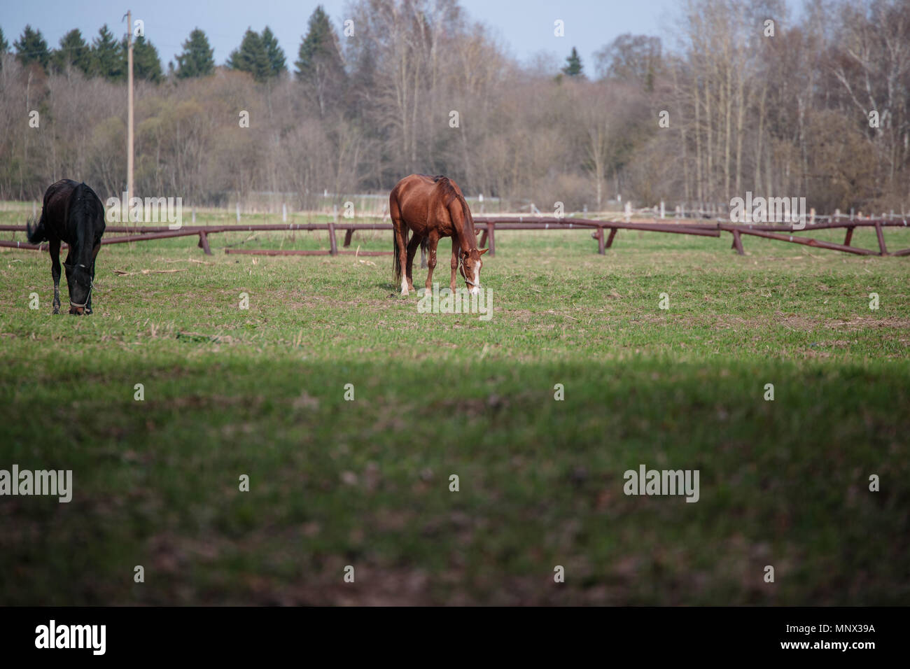 horses for a walk in the daytime solar time Stock Photo