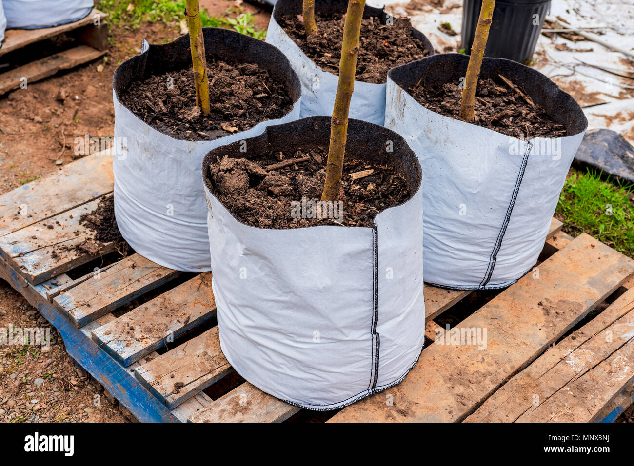 Trees growing in innovative flexible bags instead of pots in a tree