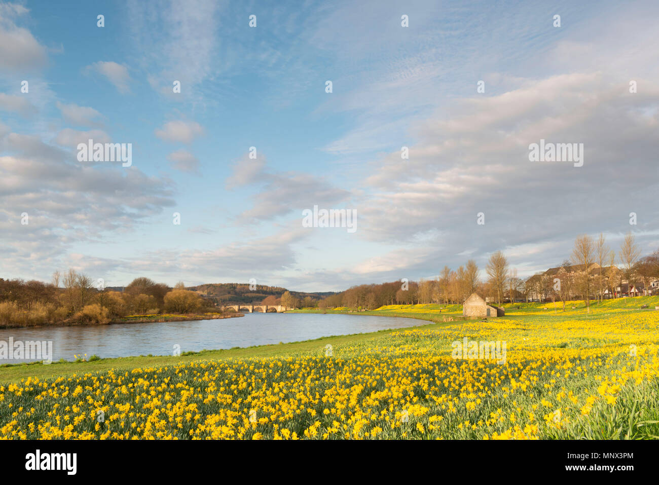 The Banks of the River Dee in Aberdeen Carpeted with Daffodils on a Bright Spring Morning Stock Photo